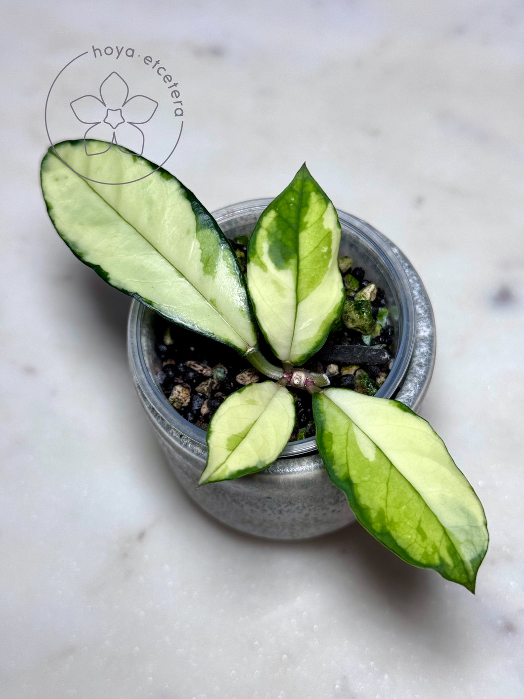 Hoya crassipetiolata (inner variegated)