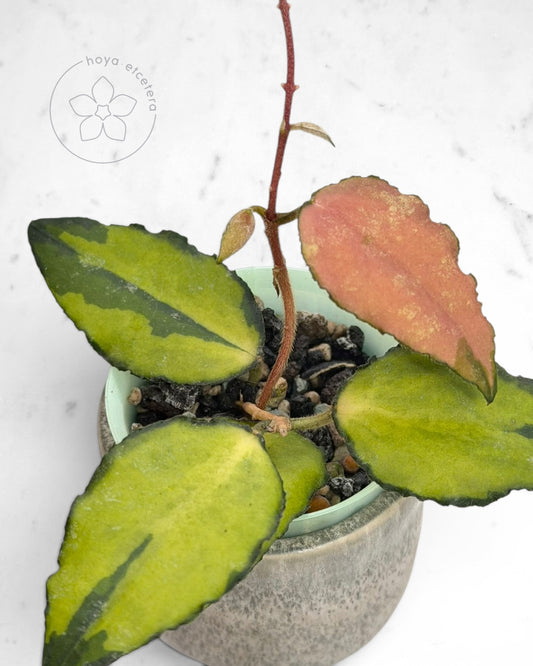 Hoya caudata (variegated)