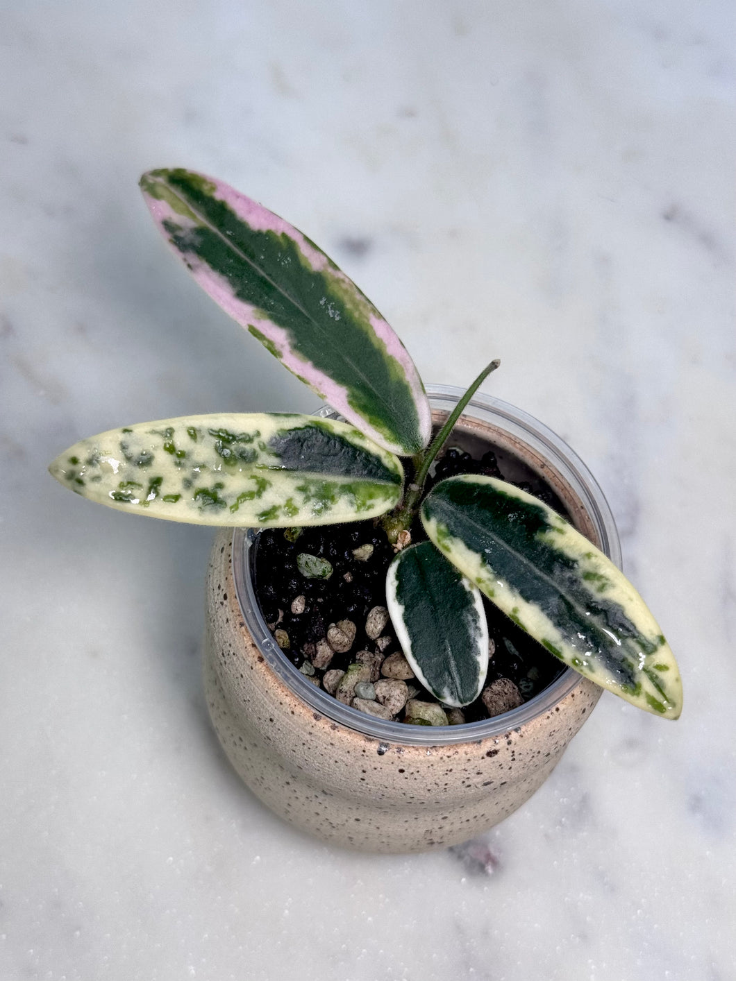 Hoya lyi 'Prism'