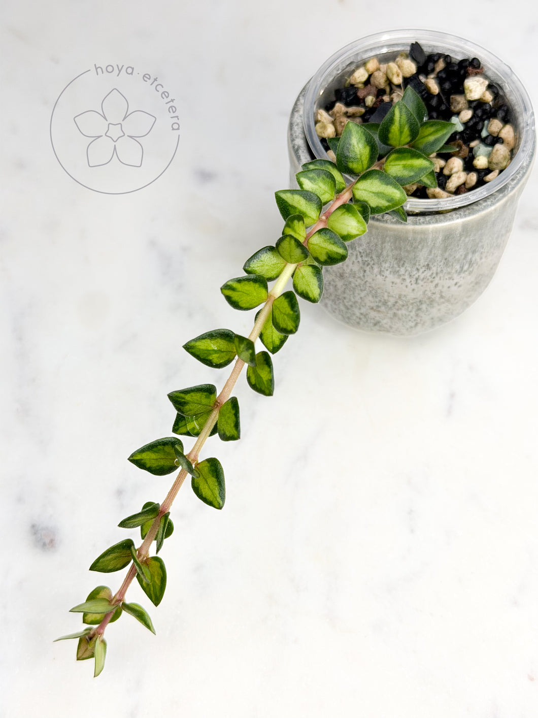 Hoya chinghungensis (variegated)