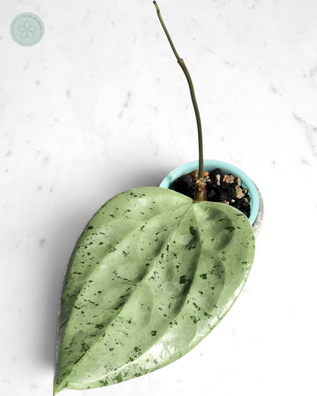 Hoya glabra 'Gin' (silver)