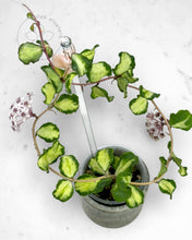 Load image into Gallery viewer, Hoya kanyakumariana (variegated)
