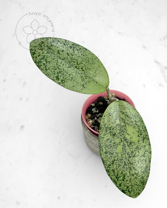 Hoya sp. Ponorogo (silver)