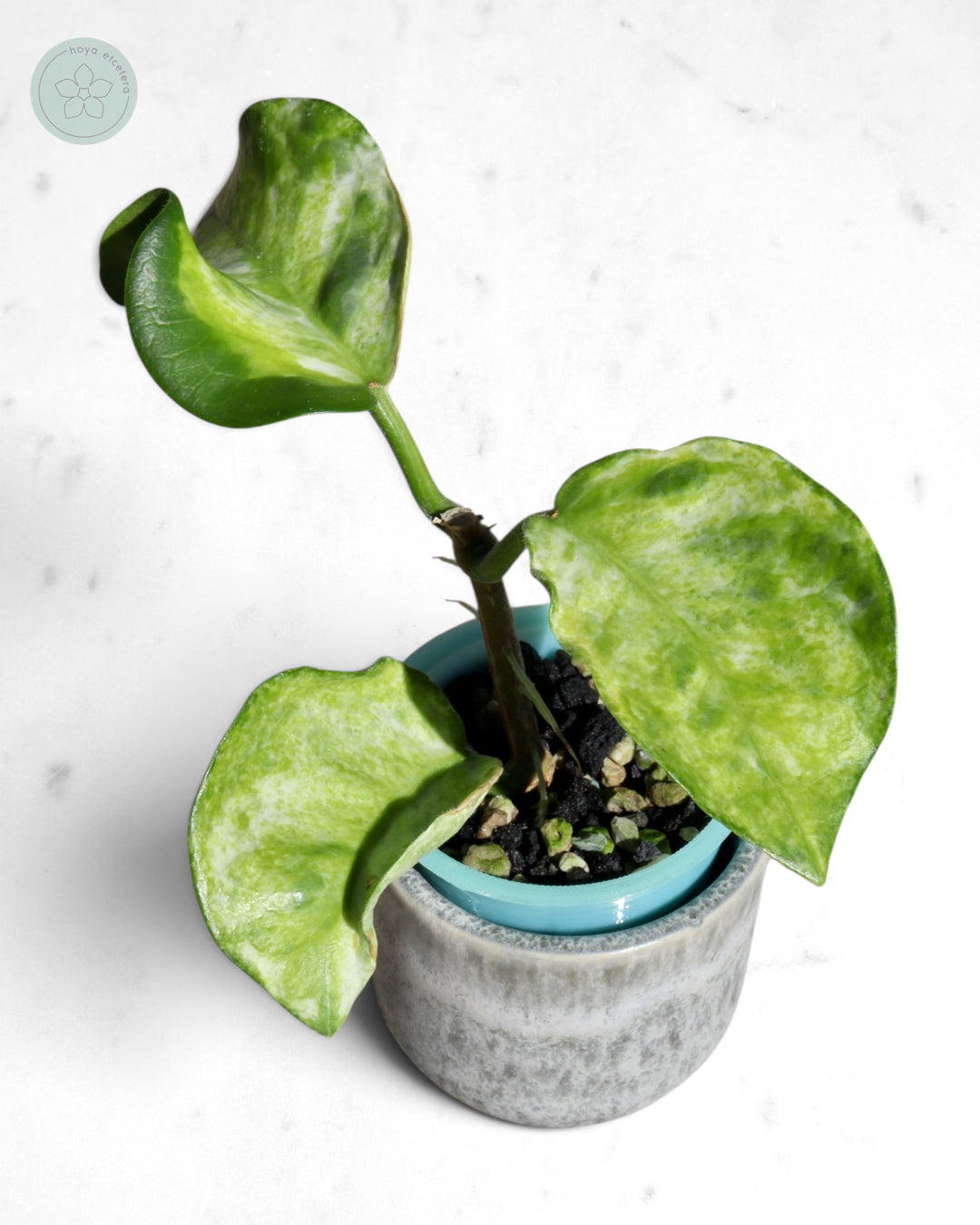 Hoya australis (peridot)