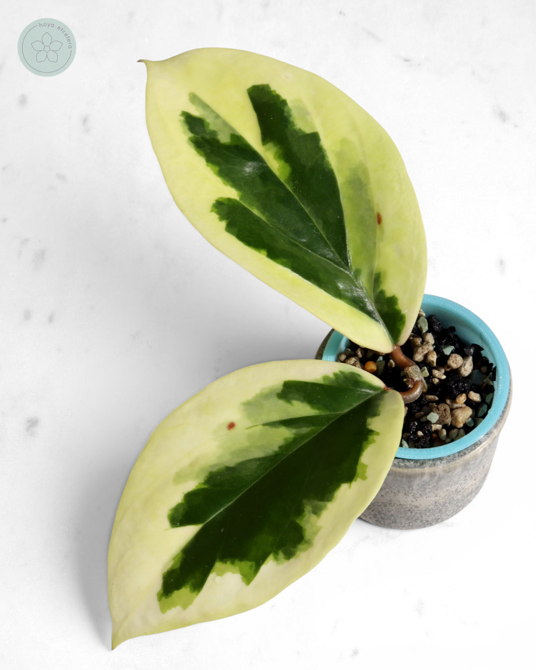Hoya ilagiorum (albo)