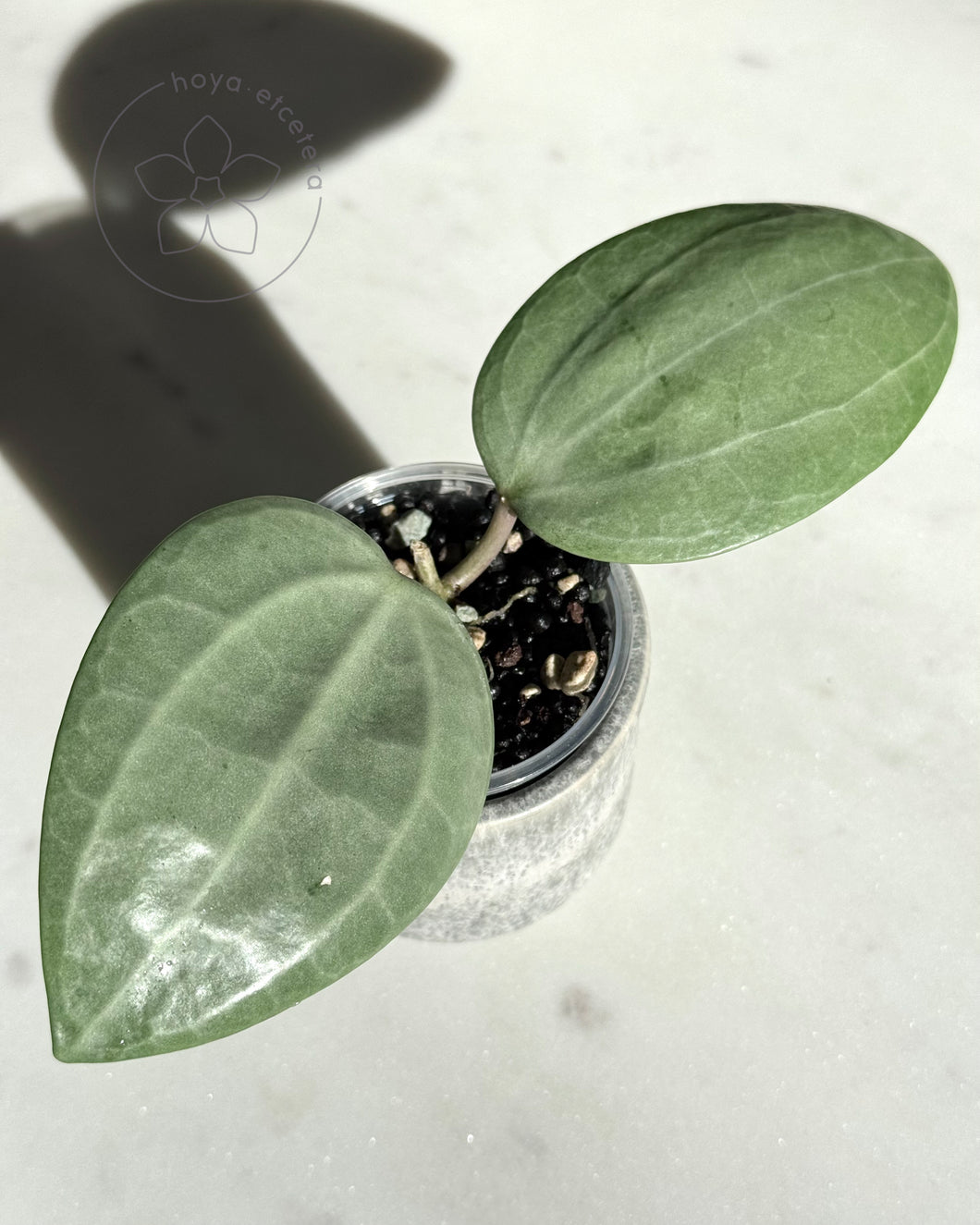 Hoya latifolia (silver)