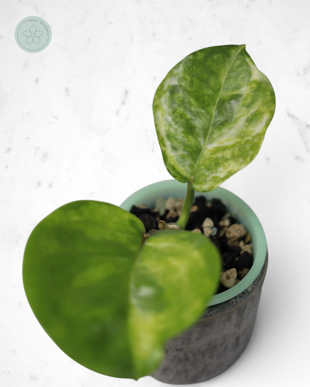 Hoya australis (peridot)