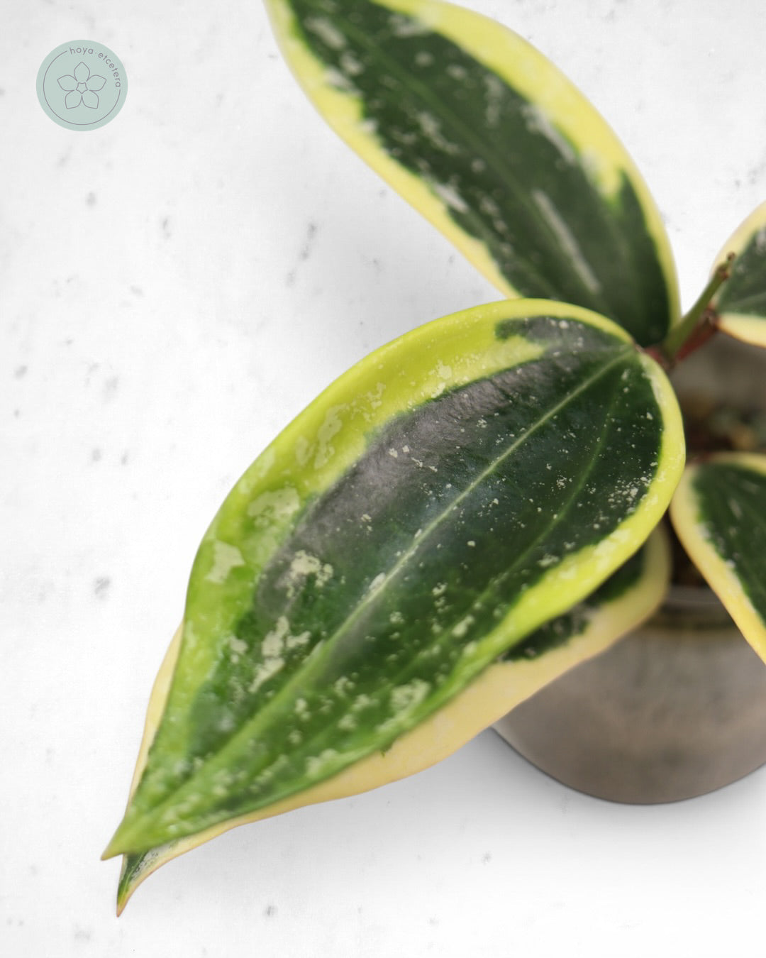 Hoya sp. Rangsan (albo splash)