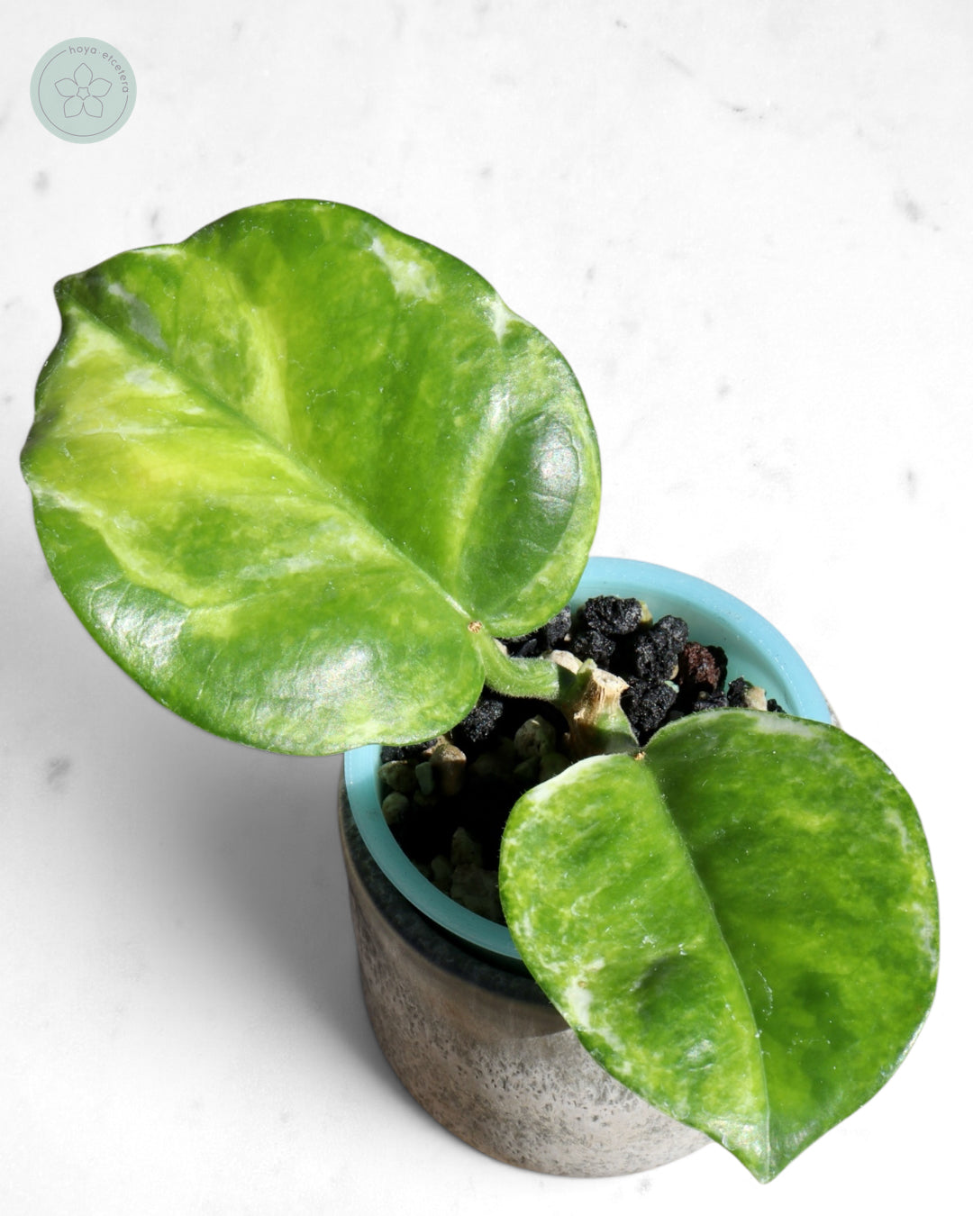 Hoya australis (peridot)