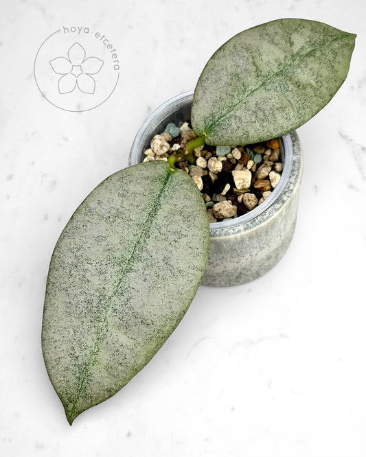 Hoya mitrata (Borneo silver)
