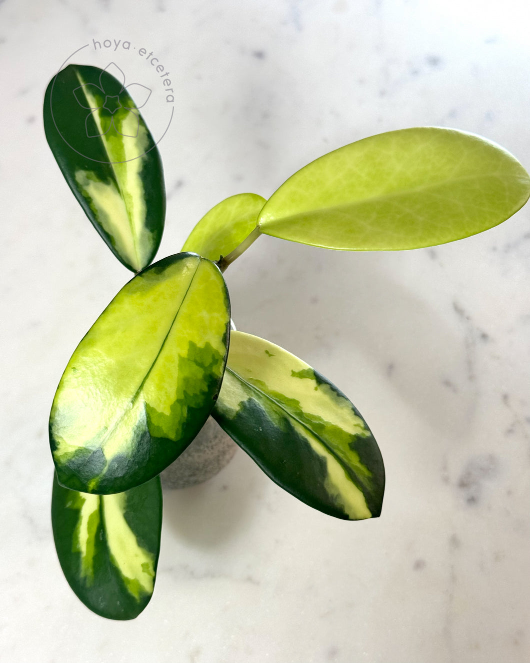 Hoya diversifolia 'Dewata'