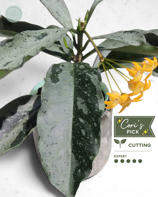 Hoya occultata (silver)