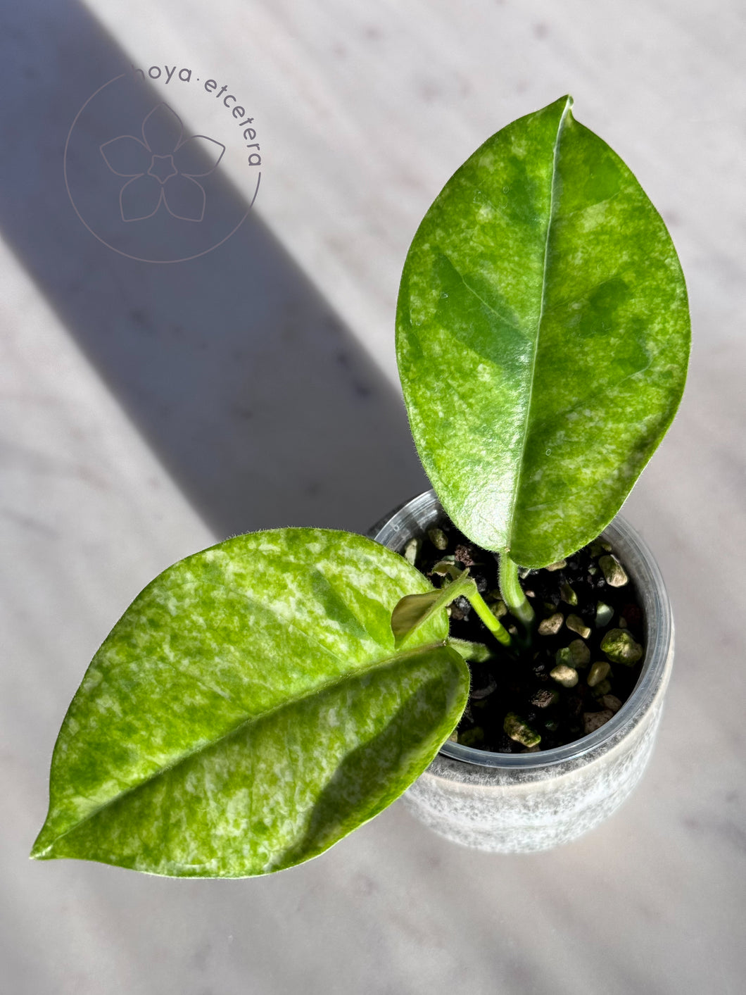 Hoya australis (Peridot)