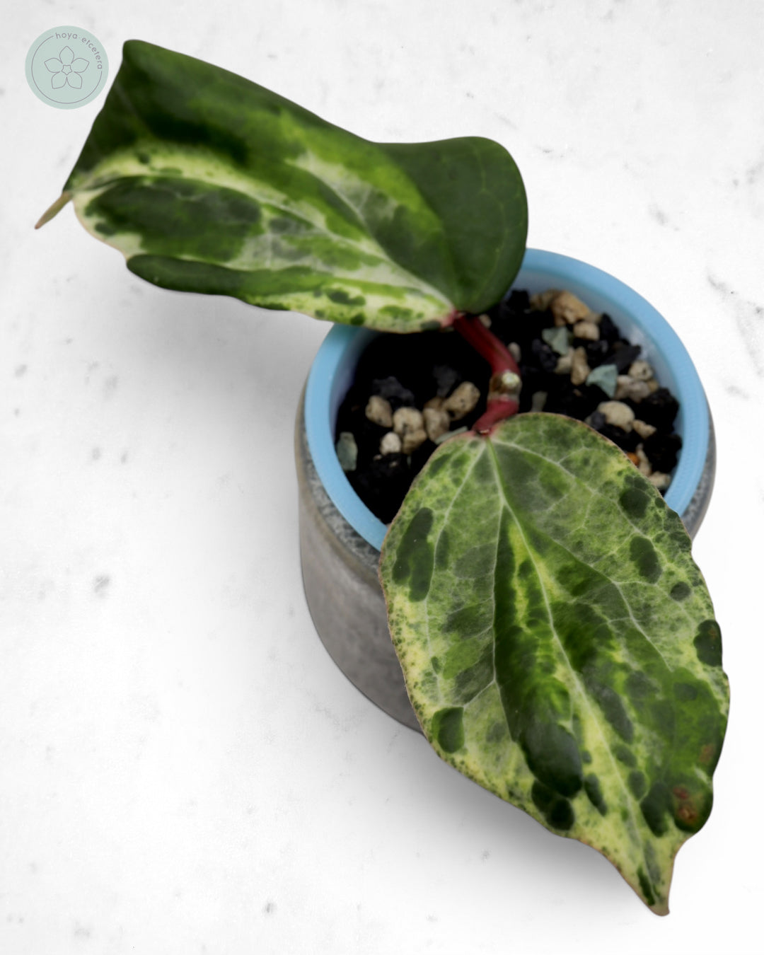 Hoya 'Swiffer’s Nightmare' 🌱 cutting