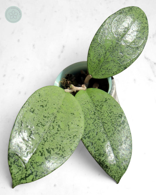 Hoya sp. Ponorogo (silver)