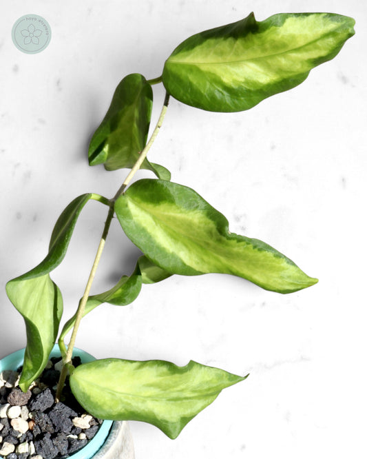 Hoya pimenteliana (variegated)