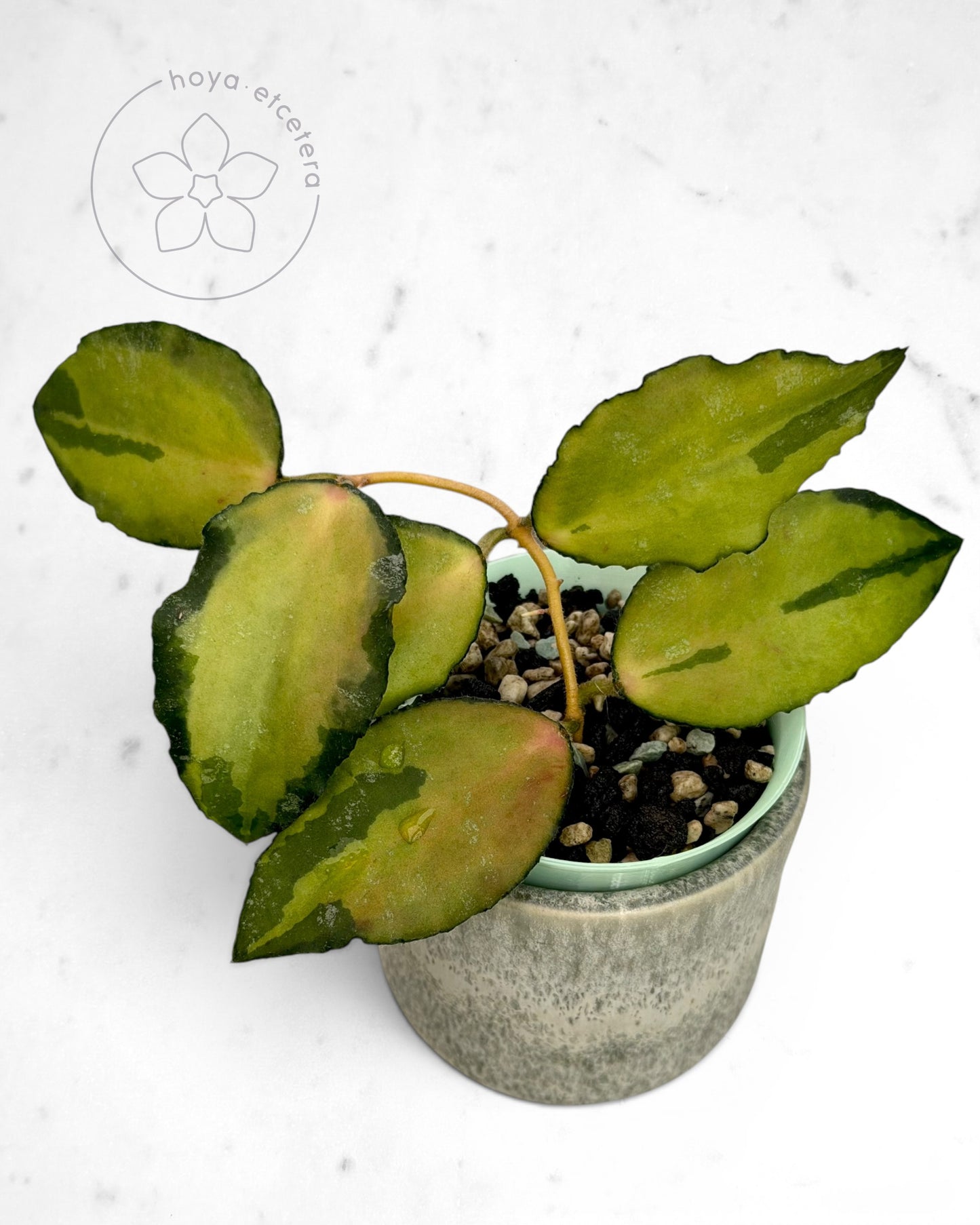 Hoya caudata (variegated)