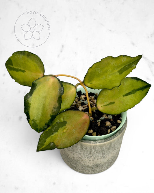 Hoya caudata (variegated)