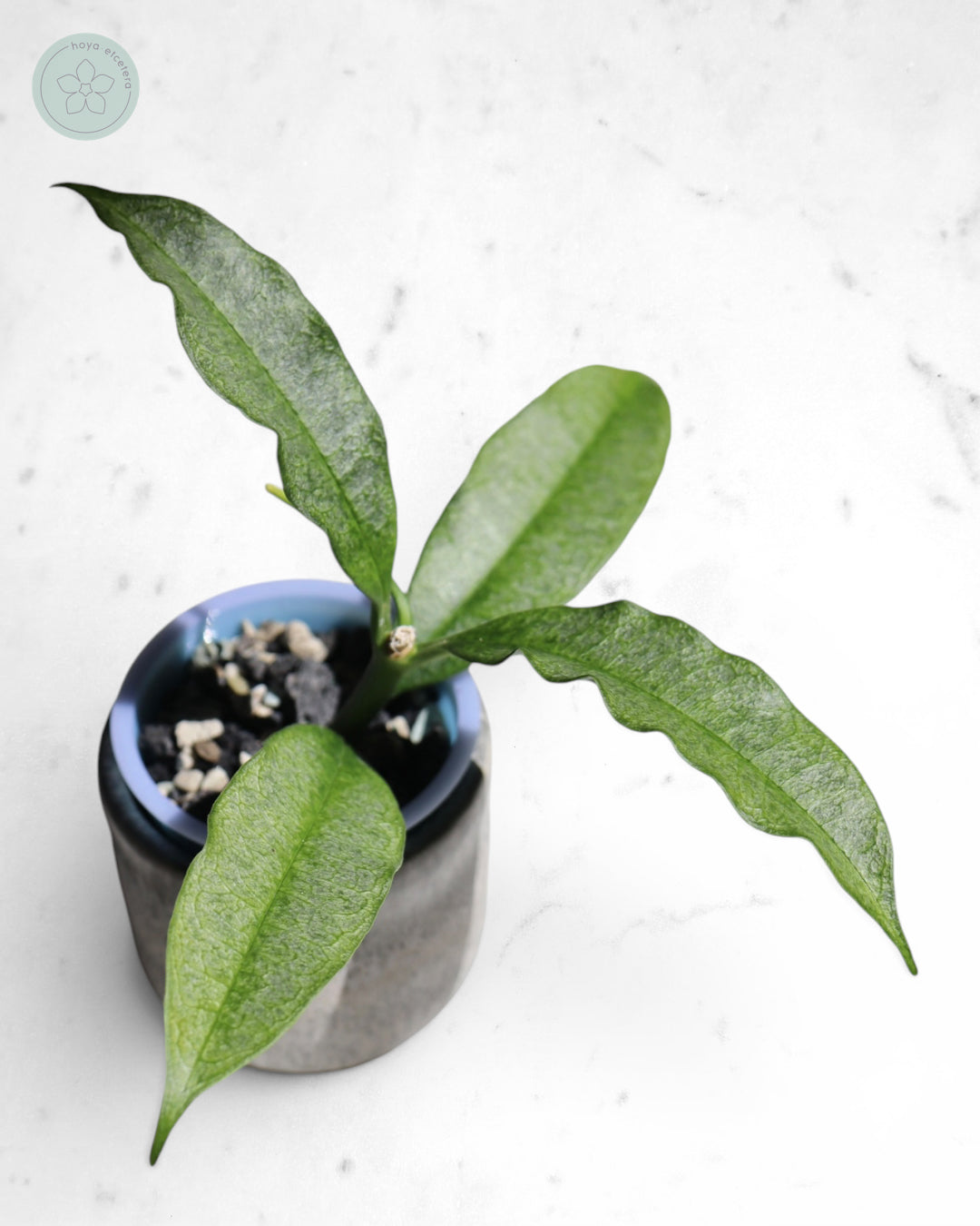 Hoya irisae (silver)