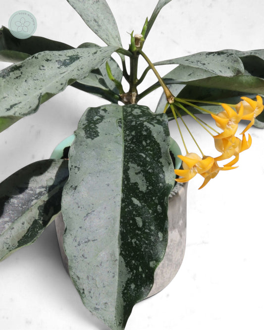 Hoya occultata (silver)