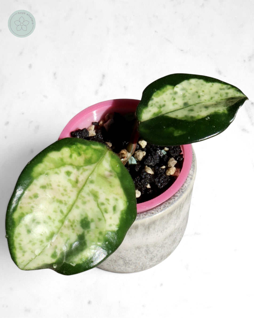 Hoya carnosa 'Madara' (Green Edge)