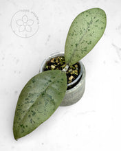 Load image into Gallery viewer, Hoya sp. Kalbar (silver)
