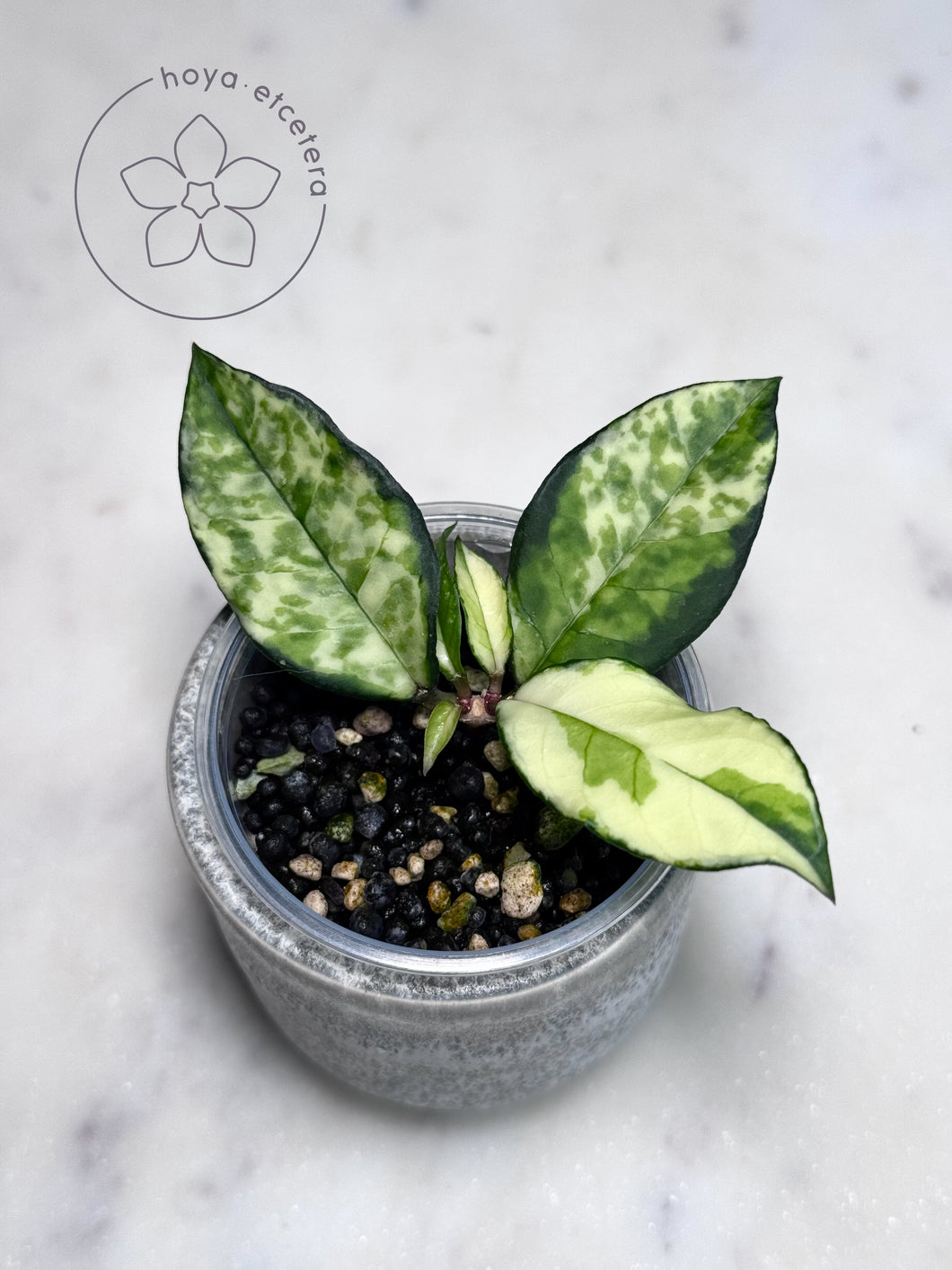 Hoya crassipetiolata (inner variegated)