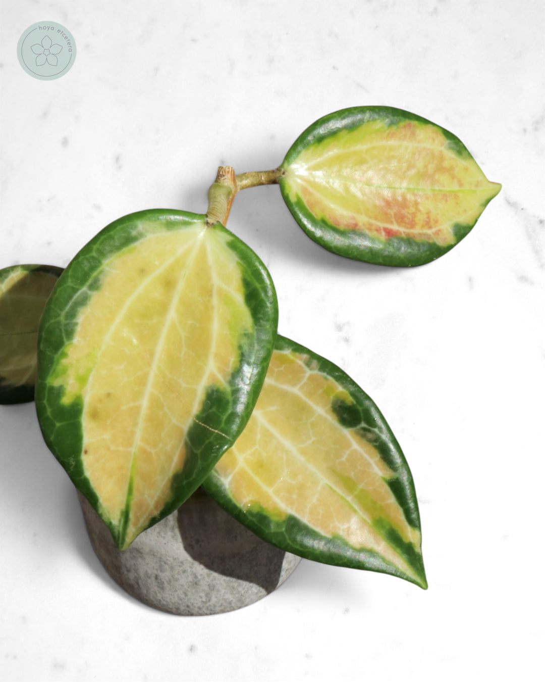 Hoya merrillii (variegated)