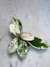 Load image into Gallery viewer, Hoya carnosa &#39;Madara&#39; (Snow Angel)
