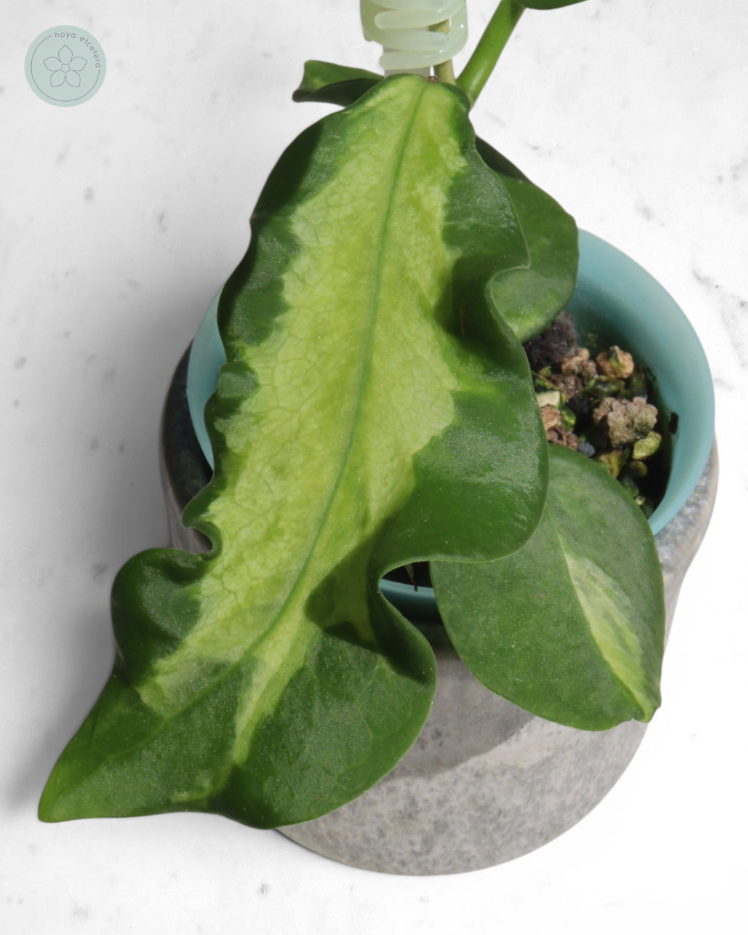Hoya pimenteliana (variegated)