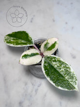 Load image into Gallery viewer, Hoya carnosa &#39;Madara&#39; (Snow Angel)
