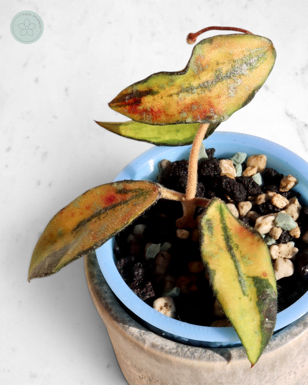 Hoya phuwuaensis (variegated)
