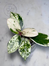 Load image into Gallery viewer, Hoya carnosa &#39;Madara&#39; (Snow Angel)
