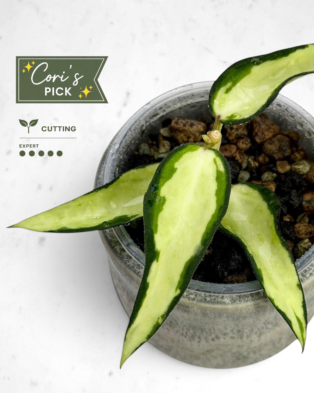 Hoya burmanica (variegated)