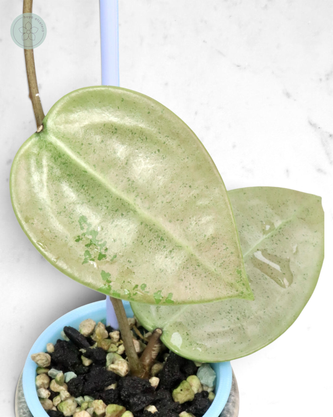 Hoya verticillata (silver heart)