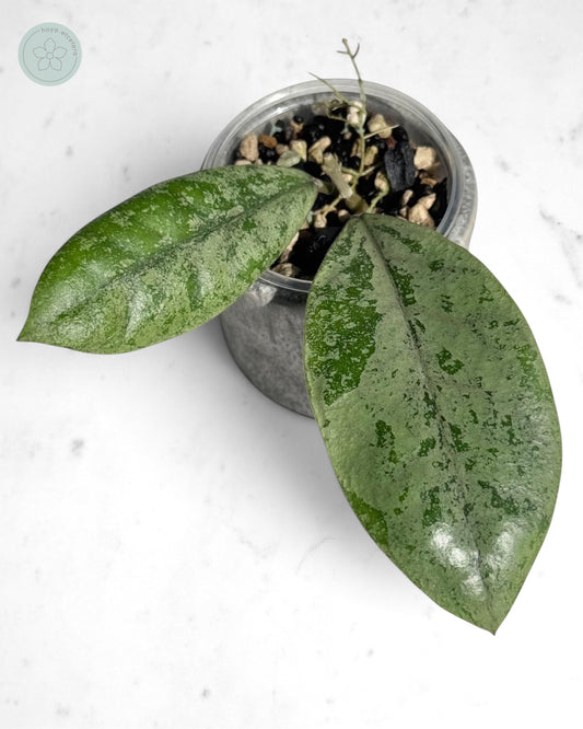 Hoya sp. Kalbar (silver)