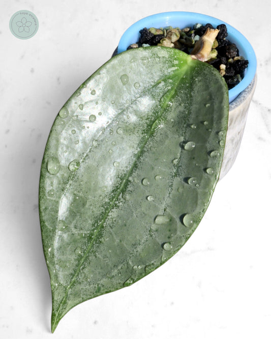Hoya 'Rimba Perak' (silver)