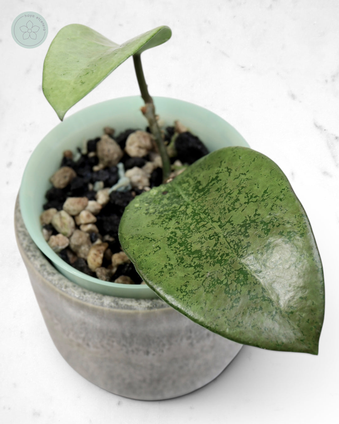 Hoya 'Cori' (splash/silver)