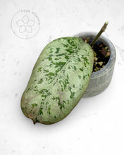 Load image into Gallery viewer, Hoya 'Lorelai'
