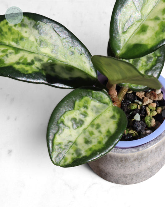 Hoya carnosa 'Madara' (Green Edge)