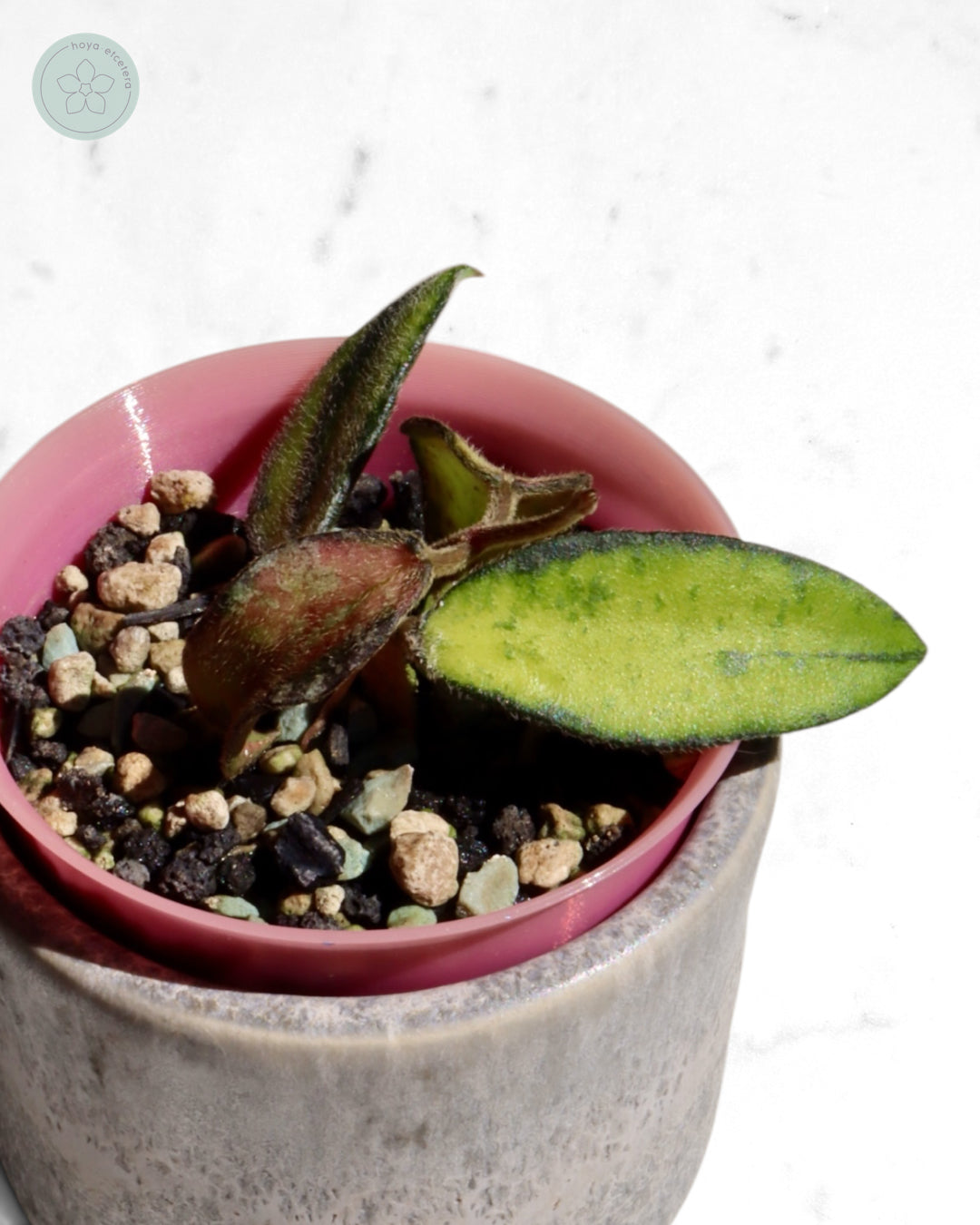 Hoya phuwuaensis (variegated)