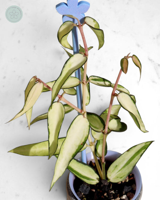 Hoya burmanica (variegated)