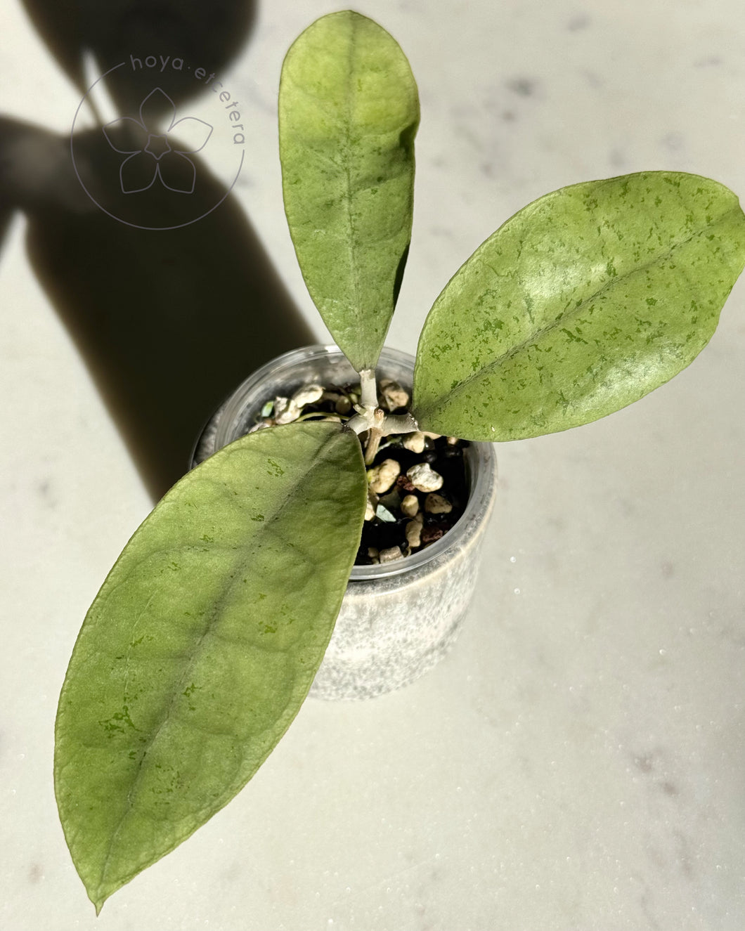 Hoya sp. Kalbar (silver)