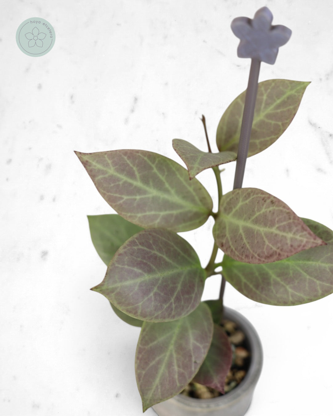 Hoya obscura 'Cryptic Chrome' CML-09-21-A