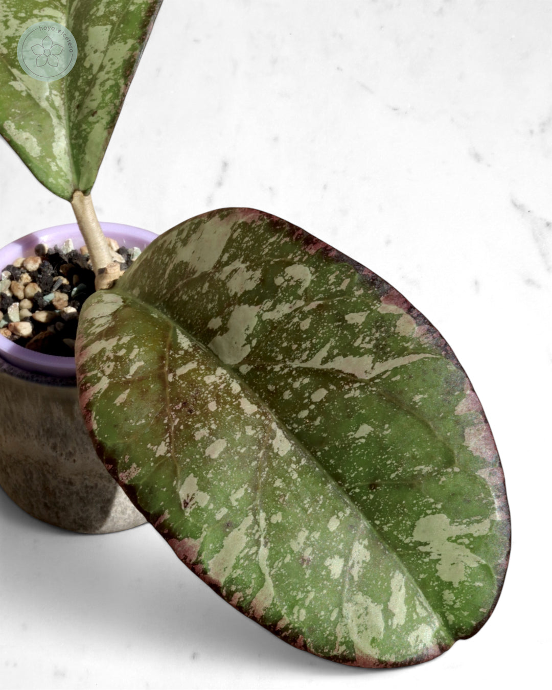 Hoya nervosa x 'Joy' (splash)