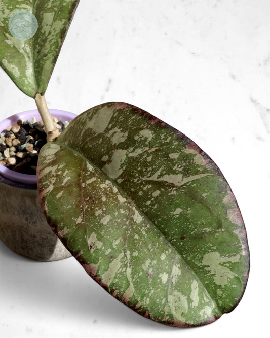 Hoya nervosa x 'Joy' (splash)