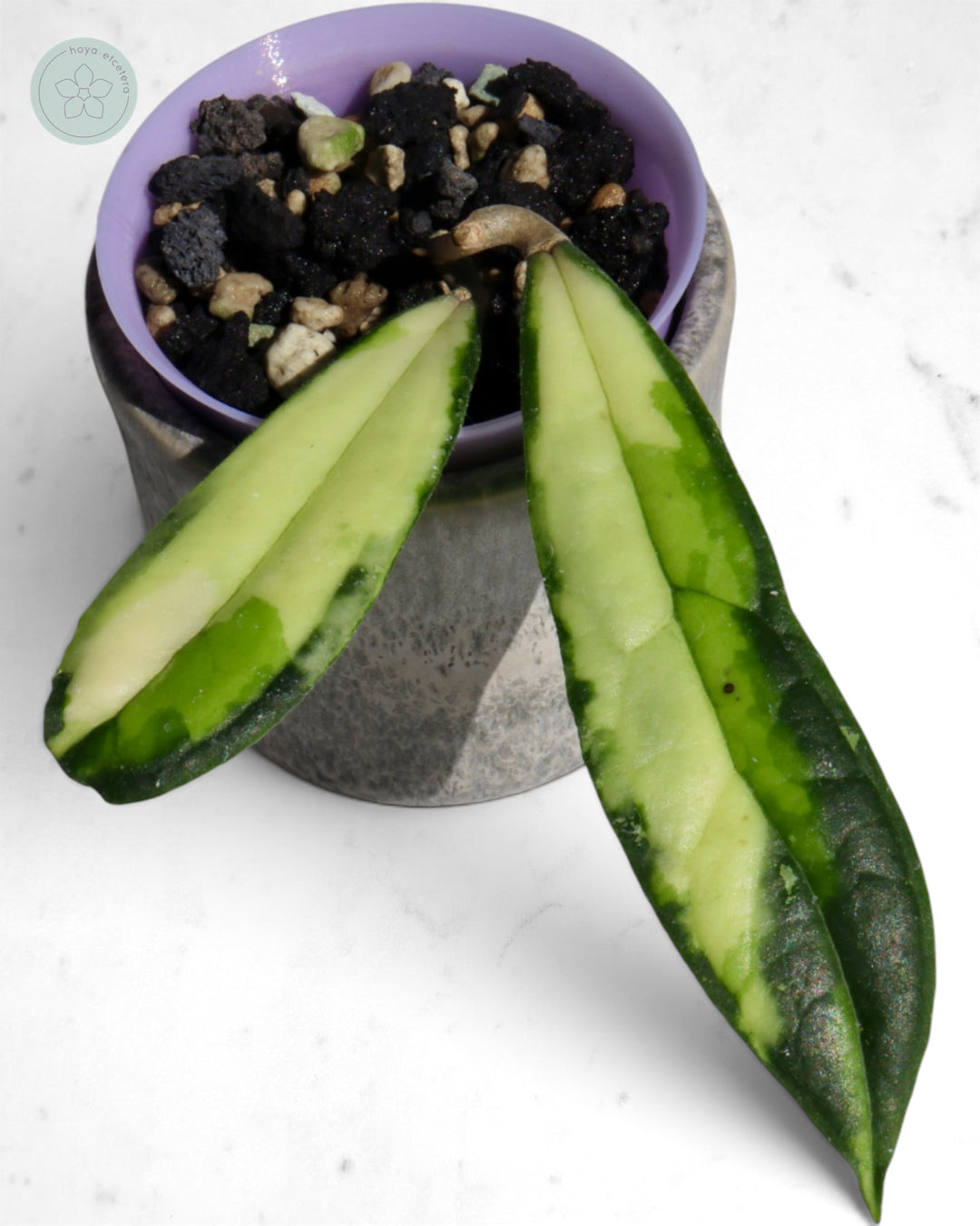 Hoya rigidifolia (variegated)