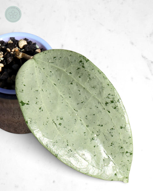 Hoya glabra 'Gin' (silver)