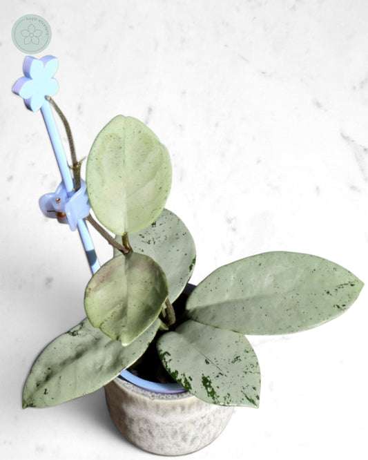 Hoya 'Stardust' (silver)