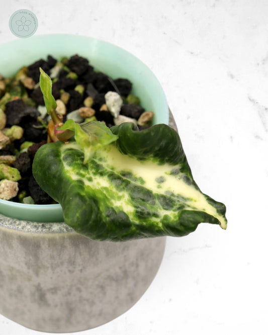 Hoya 'Candy'